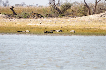 Wall Mural - crocodiles on the shore of an African river during the dry season