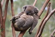 canvas print picture - Relax Koala