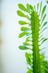 Wall Mural - Close up of house plant branch with leaves in sunlight