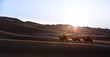 Nomadic married couple crossing huge sand dunes with their bactrian camel caravan at sunrise. Gobi desert, Mongolia.