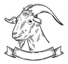 Vector Illustration Of Farm Animal Goat Head, Ideal For Label, Logo, Sketch Style Illustration