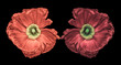 Pair of touching poppy blossoms, macro on black background