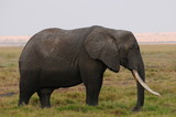 Fototapeta Sawanna - elephant