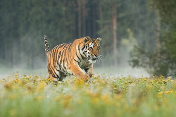 Wall Mural - Amazing young Siberian Tiger running on a meadow covered with yellow flowers. Wildlife scene, meadow and forest in the background. 