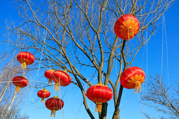 Wall Mural - Red lanterns hang on branches in the blue sky