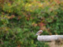 Eastern Bluebird Perched On A Bird Bath In Kittery