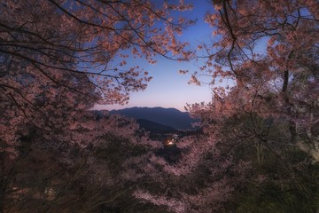 長野県・伊那市 春の高遠城址公園