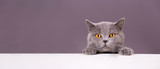 Fototapeta Koty - beautiful funny grey British cat peeking out from behind a white table with copy space