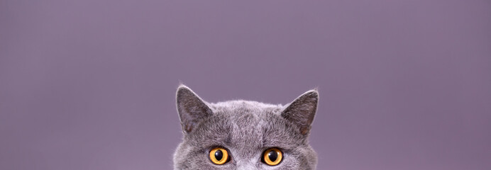 beautiful funny grey british cat peeking out from behind a white table with copy space