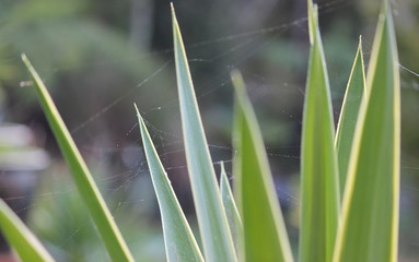 Wall Mural - spiderweb