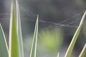 Wall Mural - spiderweb
