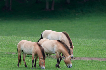 horses grazing in the meadow