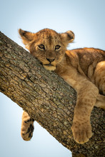 Close-up Of Lion Cub Relaxing In Tree
