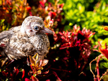 Little Pigeon Falls On The Red Bush
