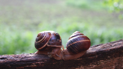 two grape snails on a tree branch