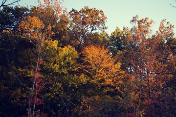 Poster - Fall or Autumn trees in Mason Neck State Park, during golden hour