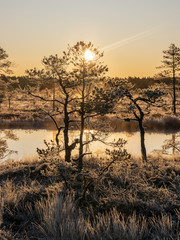 Wall Mural - landscape with swamp lake, frosted swamp grass and pines, cold sunset morning, beautiful reflections in dark lake water, Niedraju-Pilkas swamp, Latvia