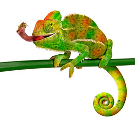 Wall Mural - Chamaeleo calyptratus, female, isolated on a white background