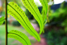 Fern Spores Leaf And Selective Focus