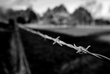 barbed wire fence seen at the edge of a grazing field at a dairy farm