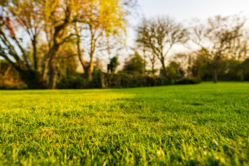 Ground level, shallow focus view of a newly cut, well maintained garden lawn seen just before dusk. The background shows a large willow tree situated next to a large pond.