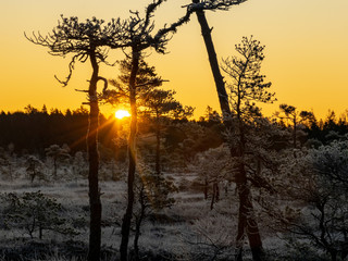 Wall Mural - sunbeams pour through pines in misty swamp , early morning