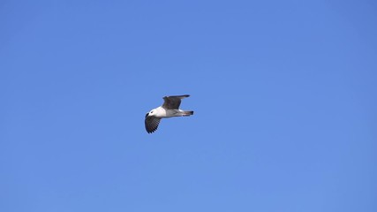 Canvas Print - Seagull flying free in the sky above sea waves