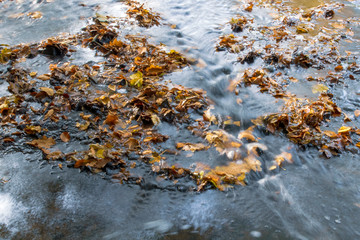 Wall Mural - Rivière d'automne