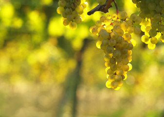  Zieleni winogrona na vineseasonal karmowym pojęciu. Winnicy przy zmierzchem w jesieni żniwie. Dojrzałe winogrona jesienią. Zrywać winogrona. Błękitni winogrona w winnicy przy wschodem słońca z liściem.