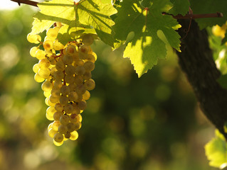  Zieleni winogrona na vineseasonal karmowym pojęciu. Winnicy przy zmierzchem w jesieni żniwie. Dojrzałe winogrona jesienią. Zrywać winogrona. Błękitni winogrona w winnicy przy wschodem słońca z liściem.