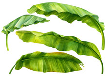 Set Of Green Leaves Of Banana Palm On An Isolated White Background, Watercolor Illustration, Hand Drawing