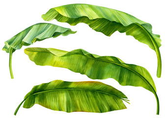 set of green leaves of banana palm on an isolated white background, watercolor illustration, hand drawing