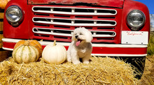 White Dog And Red Truck