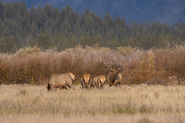 Canvas Print - Herd of Elk During the Fall Rut in Wyoming