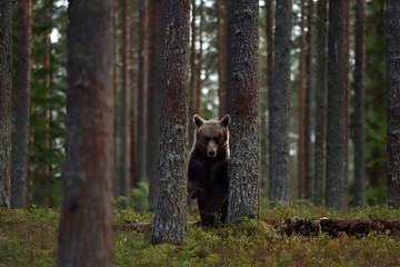 Wall Mural - Brown bear in forest between the trees