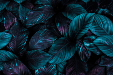 Wall Mural - spathiphyllum cannifolium leaf concept, dark green abstract texture, natural background, tropical le