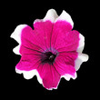 Beautiful motley flower isolated on a black background