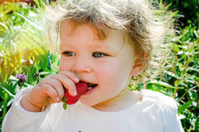 Pretty Little Girl Biting Into A Juicy Strawberry