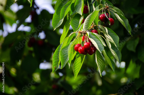 Fotomural Cherry tree in the sunshine - sick cherry tree - moldy fruits on the tree