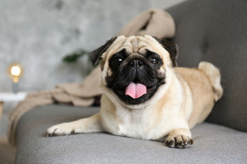 Wall Mural - Funny dreamy pug with sad facial expression lying on the grey textile couch with blanket and cushion. Domestic pet at home. Purebred dog with wrinkled face. Close up, copy space, background.