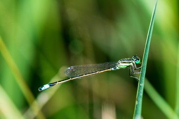 Wall Mural - Image of dragonfly perched on the grass top in the nature.