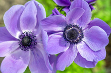 Beautiful Violet Blue Black Ornamental Anemone Coronaria De Caen In Bloom, Bright Colorful Flowering Springtime Plant