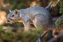 Tree Squirrels Are The Members Of The Squirrel Family Commonly Just Referred To As Squirrels. They Include Over A Hundred Arboreal Species Native To All Continents Except Antarctica And Oceania.