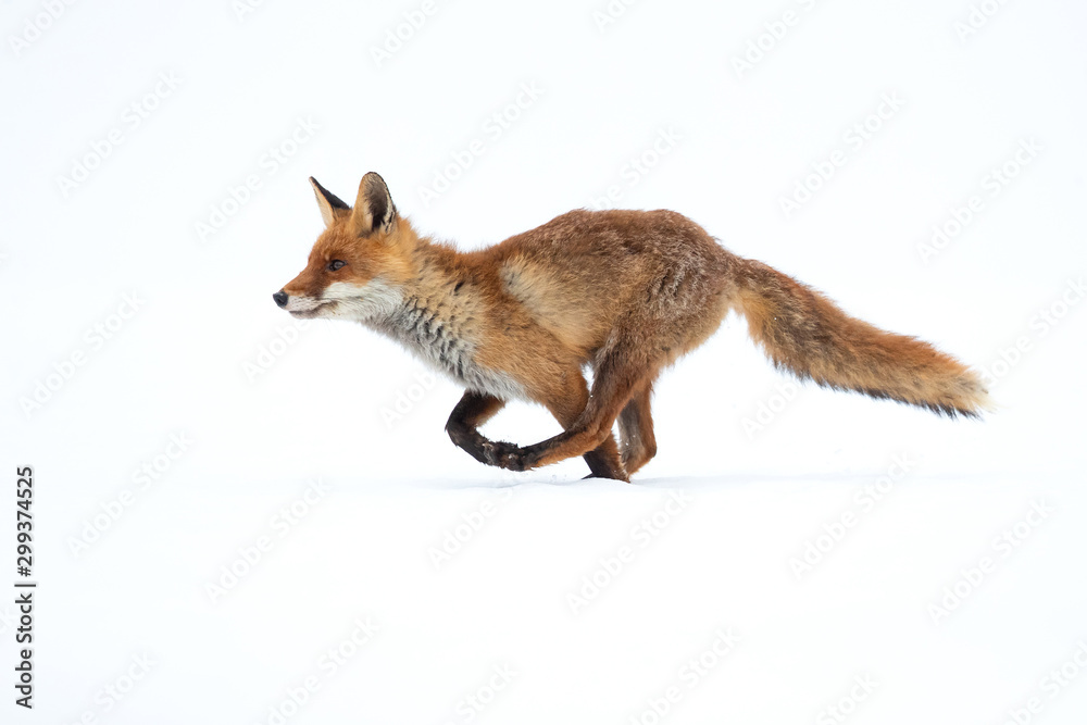 The red fox (Vulpes vulpes) is the largest of the true foxes and one of the most widely distributed members of the order Carnivora - obrazy, fototapety, plakaty 