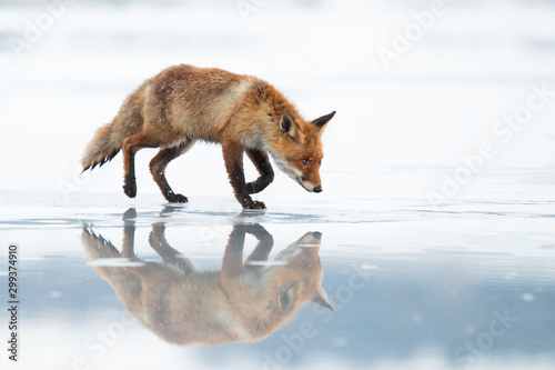 Fotografía The red fox (Vulpes vulpes) is the largest of the true foxes and one of the most