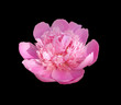 © FloralShot - Beautiful pink peony isolated on a black background