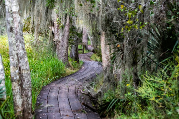 Wall Mural - bayou trail