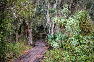 Wall Mural - bayou trail