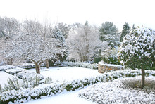 Winter Garden With Snow And Trees