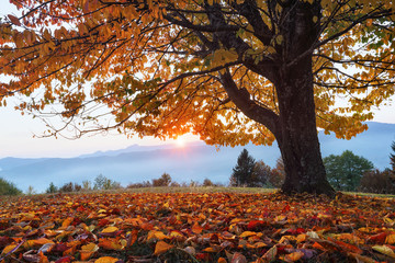 Wall Mural - Beautiful autumn tree. Sun setting above the mountains. Rays going through the branches. Lawn is covered by the orange leaves. Seasonal wallpaper background.